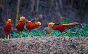 We did not find results for: This Bird Is Known As The Red Phoenix Its Majestic Appearance Will Make You Feel Fascinated Good Times