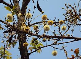 Image result for Xylia torreana