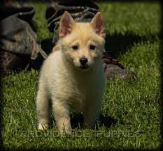 Litter Of 5 Schipperke Puppies For Sale In Wayland Ia Adn 35872 On Puppyfinder Com Gender Male S And Female S Age Schipperke Schipperke Puppies Puppies