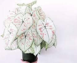 Gorgeous Little Caladium House Plants Caladium Planting Flowers