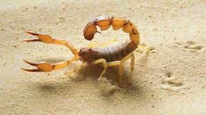 Smurf Zoo On Twitter Desert Scorpion Androctonus Australis Scorpion