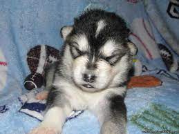 We are an ethical alaskan malamute breeder, pacfa licensed. Alaskan Malamute Puppies Price 800 00 For Sale In Richmond California Your City Ads Alaskan Malamute Puppies Malamute Puppies Malamute