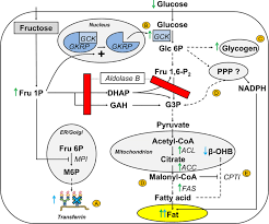 Image result for Hereditary Fructose Intolerance