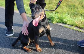 Image result for jagdteriér