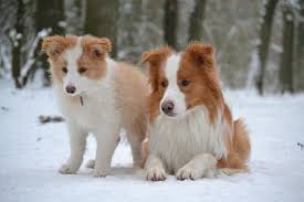 Could you send me some information and pictures of your dogs and your self. Blog Simbas World Tales Of A Border Collie Border Collie Border Collie Puppies Border Collie Dog