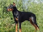 German Pinscher Dog Breed Information - American Kennel Club
