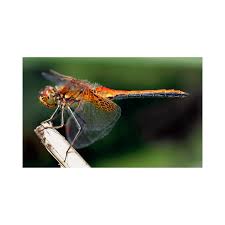 The presence of water not only provides shelter for the. Six Plants That Attract Dragonflies For Mosquito Control J B Merchandise