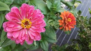 Retrouvez chaque semaine le catalogue en ligne lidl. La Zinnia Un Antico Fiore Che Torna Ad Essere Di Moda