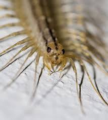 Centipedes Never Have 100 Legs And Other Fascinating Facts Centipede Fun Facts Insects