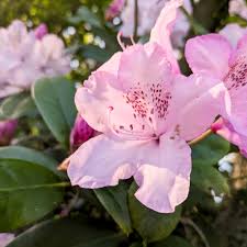 Image result for Rhododendron
