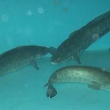 One consequence of globalization is that in addition to people and products moving across the globe, wildlife has been transported as well. What Are The Potential Effects Of Snakeheads To Our Waters