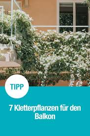 Kletterpflanzen Fur Den Balkon Kletterpflanzen Pflanzen Gartentipps