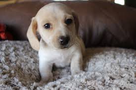 Black And Cream Mini Dachshund For Sale Read Up On What To Expect Once You Bring Home Your Dachshund Puppy Dachshund Puppy Miniature Dachshund Puppies Dachshund Dog