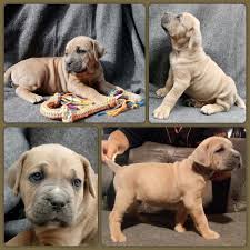 Great with kids and good guardian. Litter Of 8 Cane Corso Puppies For Sale In Delaware Oh Adn 28380 On Puppyfinder Com Gender Male Age 5 Weeks Old Cane Corso Cane Corso Puppies Puppies