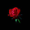 @ygoficialblinkb's rosé love u, baes. Https Encrypted Tbn0 Gstatic Com Images Q Tbn And9gctu8i0qyb5yy Wnnwzxvyuje9yutzjykflbacac 7lcqfkuf Th Usqp Cau