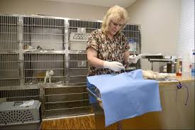 New Low Cost Vet Clinic Open In Downtown Elgin Vet Clinics Clinic Elgin