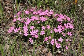 Image result for Silene