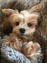 It's so easy to care for, so comfortable for the dog, and makes a yorkshire terrier look like a cute puppy throughout his life! Madison Cutest Yorkie Ever Yorkshire Terrier Puppies Yorkie Puppies