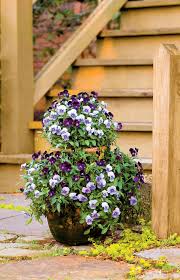 It has enough space for a combination of herbs, veg crops and flowers. 30 Shade Loving Container Garden Ideas Southern Living