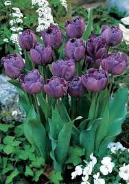 Blue Diamond Tulip Bulbs Tulips Bulbs Blue Diamond Tulip Buy Tulips Flower Bulbs Online Bloms Bulbs Uk An Award Win Planting Bulbs Plants Tulip Bulbs