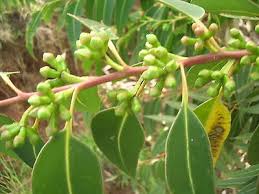 Image result for Eucalyptus botryoides