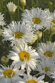 Maybe you would like to learn more about one of these? Leucanthemum Superbum Freak Shasta Daisy Freak Kings Garden Center