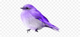 You can download free bird png images with transparent backgrounds from the largest collection on pngtree. Download Album Blue Bird Gif Transparent Png Image With No Transparent Background Bird Gif Png Birds Transparent Background Free Transparent Png Images Pngaaa Com