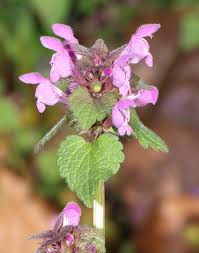 Image result for Equilabium stenosiphon