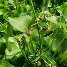 Image result for Limnophyton obtusifolium