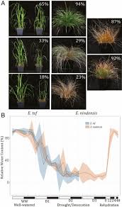 Image result for Eragrostis nindensis