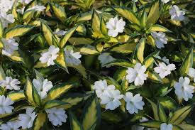 Maybe you would like to learn more about one of these? New Guinea Impatiens Impatiens Sunpatiens Spreading Variegated White Garden Org