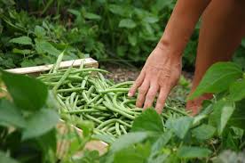 Comment Congeler Vos Haricots Verts Gamm Vert