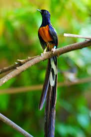 Murai Batu Medan Burung Cantik Piaraan Hewan