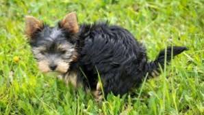 Man kann also nicht sicher sagen, wie schnell ihr hund stubenrein sein wird. Welpe Stubenrein Bekommen Schnell Einfach
