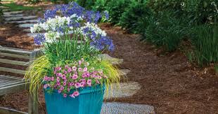 Some colors can be found in abundance in the landscape, but blue often isn't one of them. Stand Out Perennials For Southern Climates