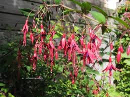 Fuchsia Magellanica Gracilis Bellenplant Een Vaste Plant Struik Fuchsia Kan 100 150 Cm Hoog Worden Bloeit Vanaf Juni T Planten Vaste Planten Struiken
