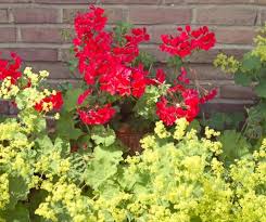 Image result for Alchemilla kiwuensis