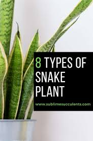 Everything you need to know about snake plant care! 8 Types Of Snake Plant Most Popular Sansevieria Varieties Types Of Snake Snake Plant Sansevieria Plant