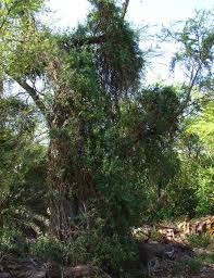 Image result for Jasminum fluminense