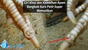 Pin Di Sabung Ayam Online