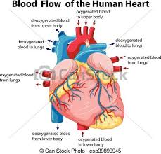 diagram showing blood flow in human heart