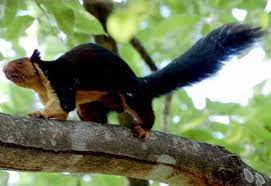 D C Squirrel Week Giant Squirrel Indian Giant Squirrel Black Giant Squirrel