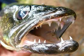 Porno sonya prots i was interested in a different