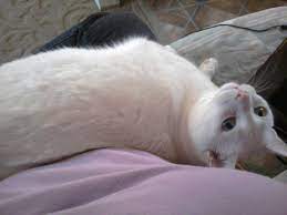 Do short haired cats tend to shed more than longer haired ones, or the other way around, or is it really a shot in the dark? Maintenance Of Long Haired Vs Short Haired Cats Pethelpful