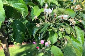 Obstbaume unterpflanzen 5 pflanzen fur apfel und kirschbaume gartendialog de. Apfelbaum Pflanzen Pflegen Schneiden Schoner Wohnen