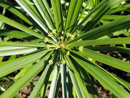 Image result for Cyperus tenax