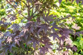 Japanese maples are the most desirable garden trees that exist. Acer Bloodgood Japanese Maple Sugar Creek Gardens