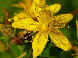 Iperico proprietà e benefici di una pianta conosciuta come erba di san giovanni e già nota nell'antichità per le sue virtù terapeutiche. I Fiori Di Montagna L Erba Magica Di San Giovanni Locandadelsantuario It