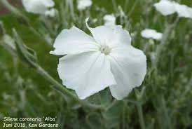 Image result for Silene bellidioides