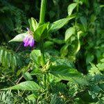 Image result for Justicia diclipteroides